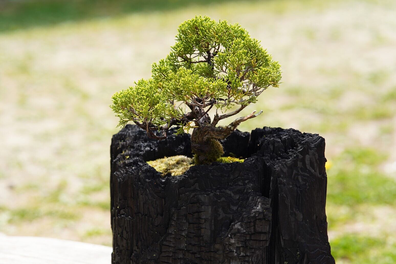枯盆 炭盆｜GreenGiftOutdoorsNagano｜長野県長野市信級 | TURNSのおすすめ