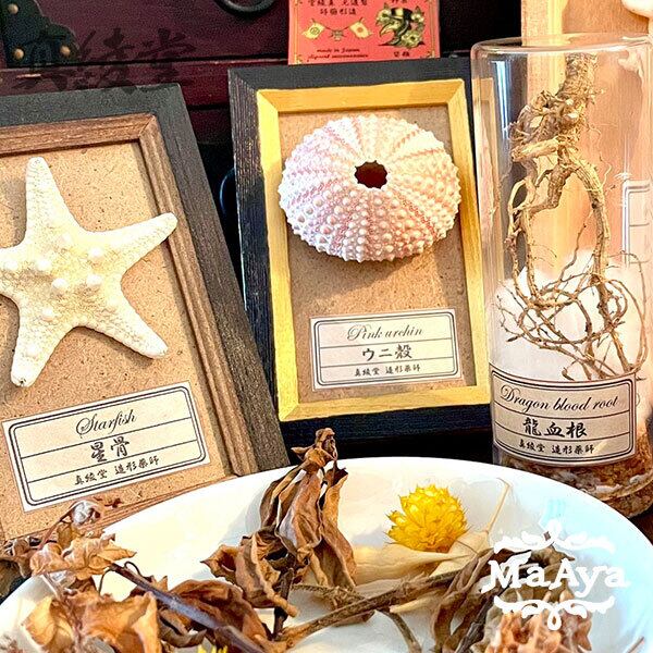 星骨の標本【MA-271】BASE店限定品 | 真綾堂｜レトロ異世界な装飾雑貨