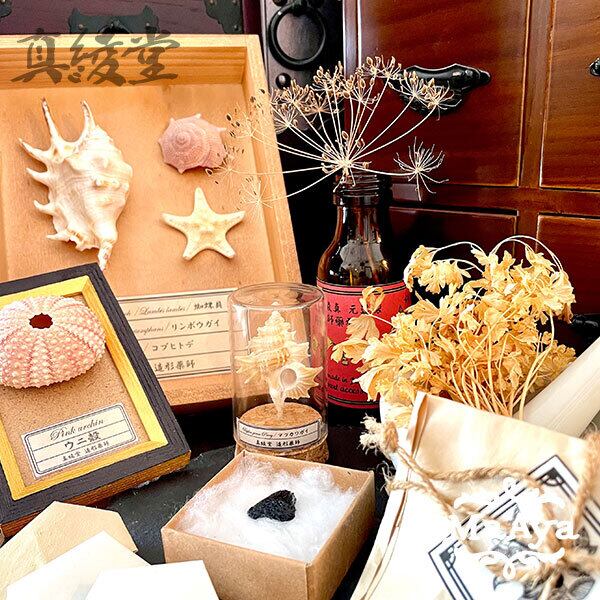 Microcyphus Rousseaui ウニ 殻 エジプト産 Microcyphus Rousseaui ウニ 殻 エジプト産（Microcyphus