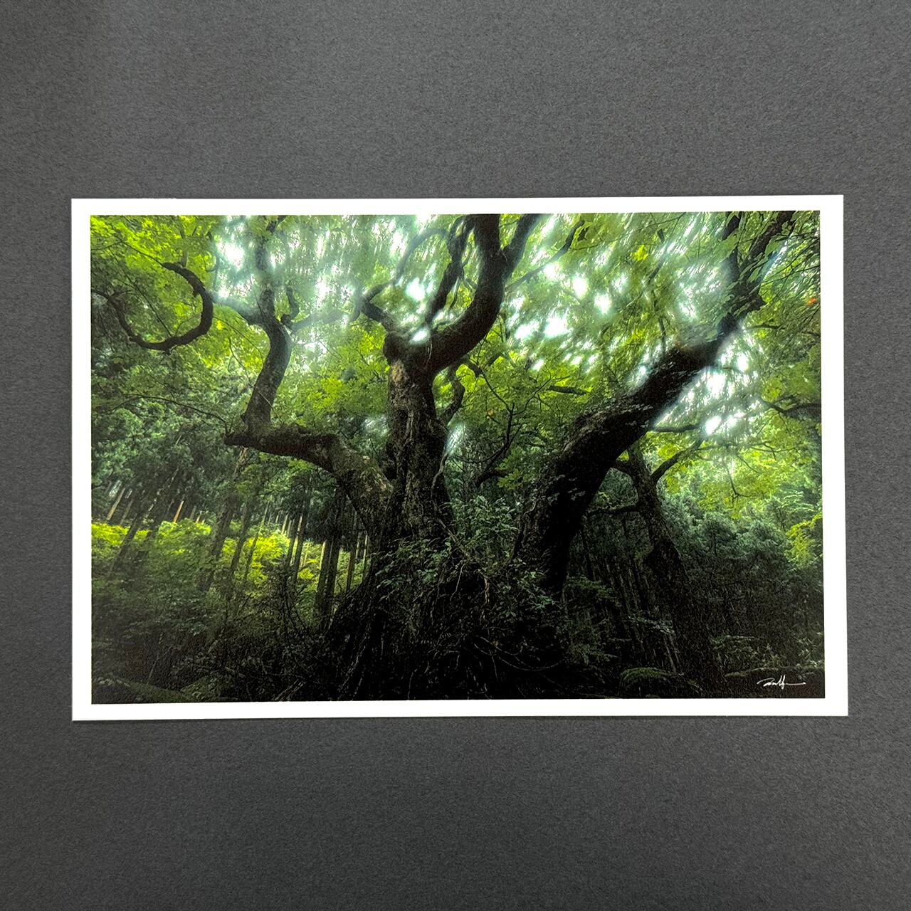 越前和紙の一種である【局紙バライタ】に 一枚一枚丁寧にプリントいたします