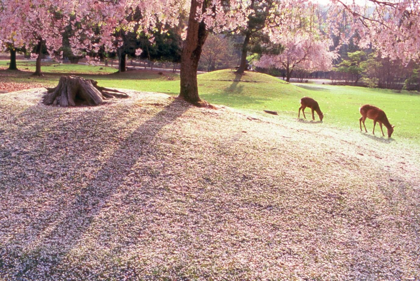 Nara Park(写真提供：一般財団法人奈良県ビジターズビューロー)