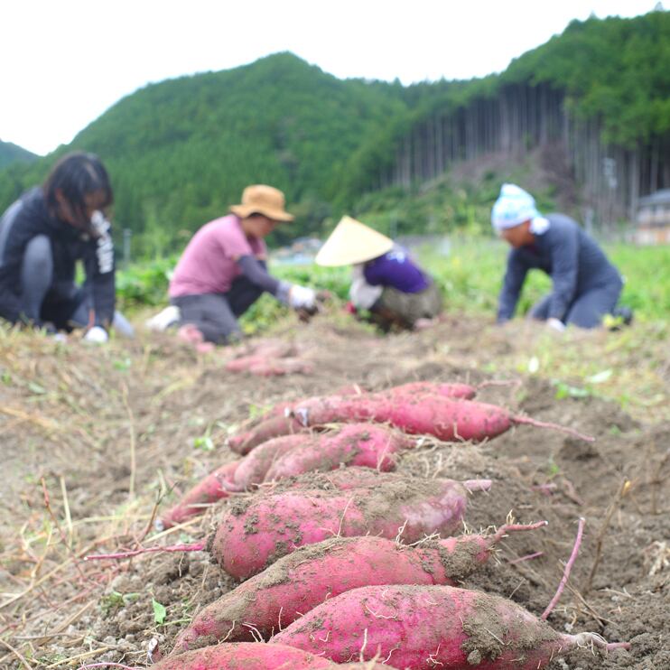 【収穫体験（10〜11月）】収穫したさつまいもはお持ち帰りいただけます！