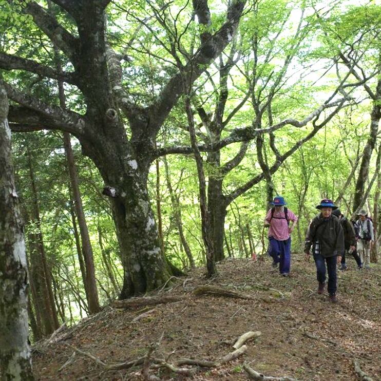 龍神の森の息吹を感じながら散策します。
