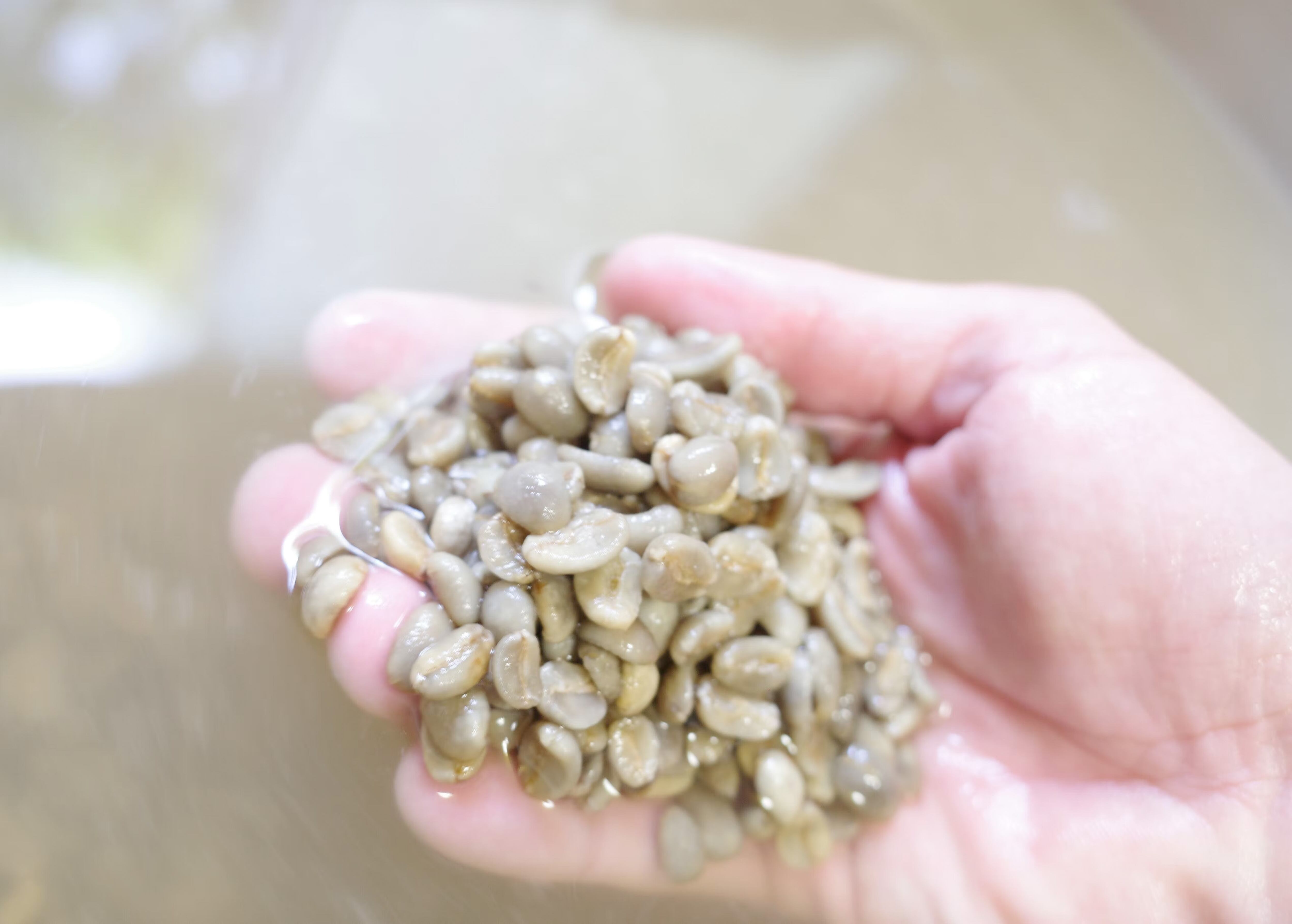 生豆はこんな状態です。