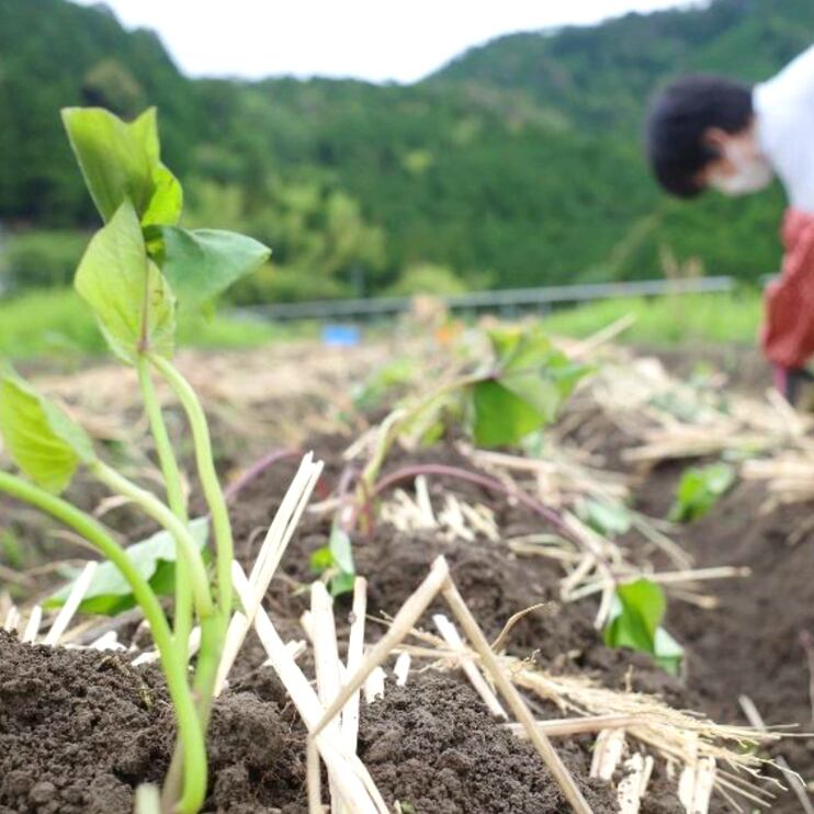 【植え付け体験（5〜6月）】美味しいさつまいもを想像しながら植え付けします。