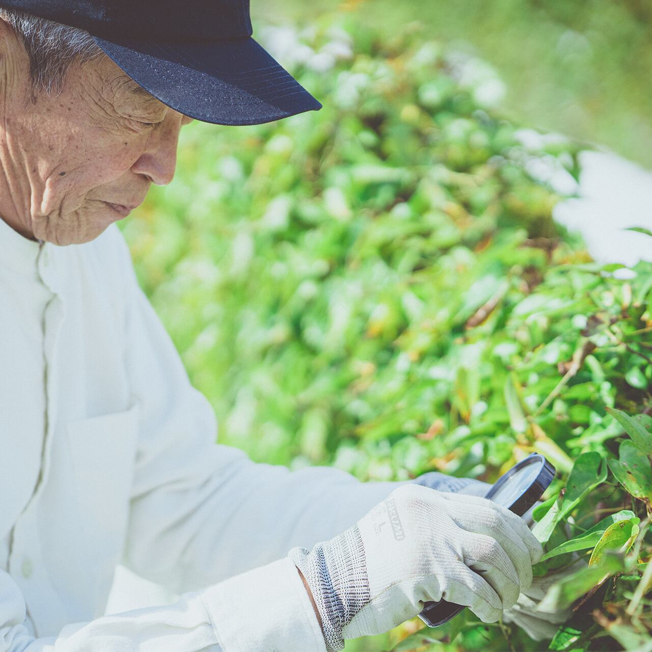 科学的な根拠に基づいた種の選別から生産・収穫・出荷まで一貫して熱い思い入れとこだわりで育てています。