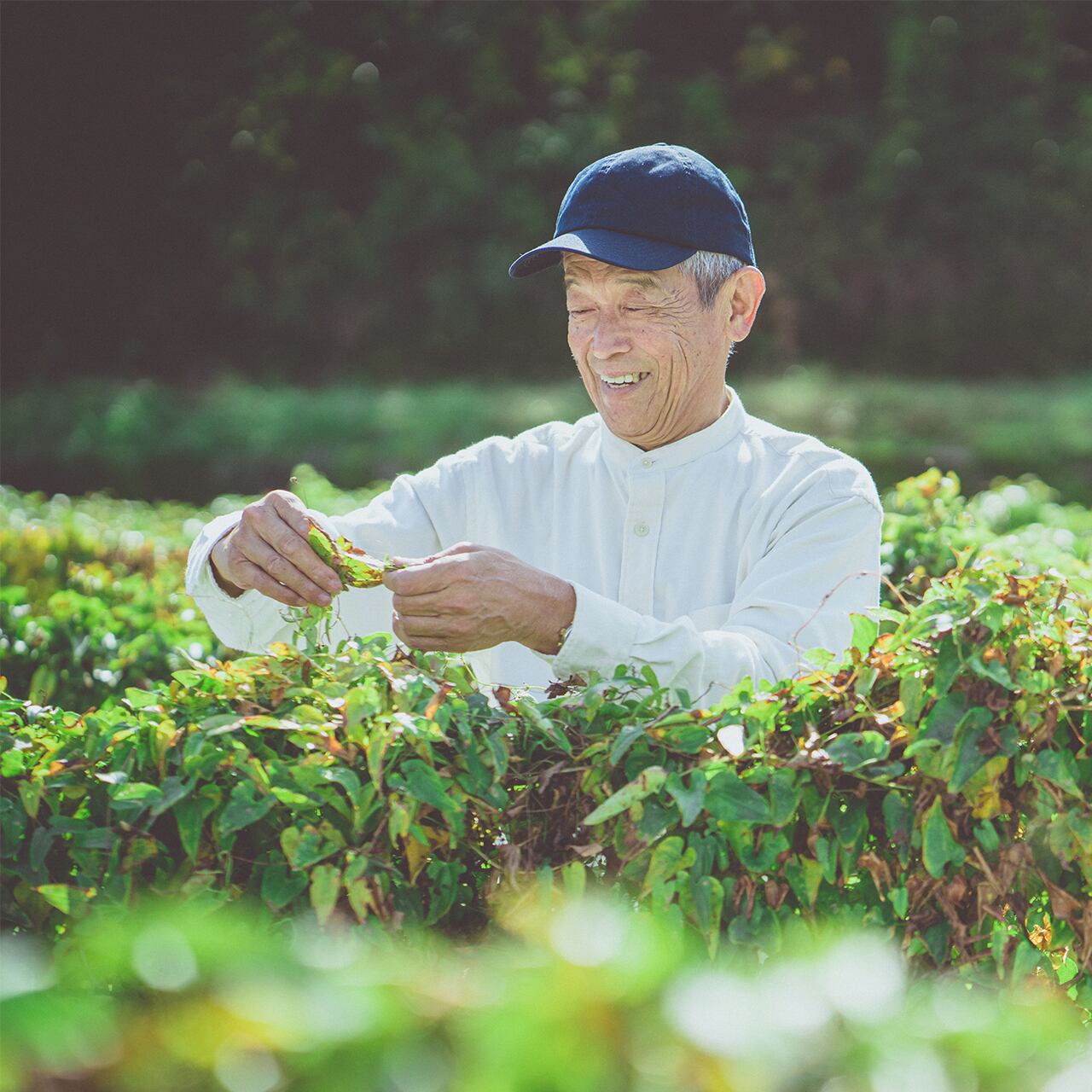 自然薯専業者として「ねばりが強く、風味があり、アクの少ない高品質自然薯」をお届けします。