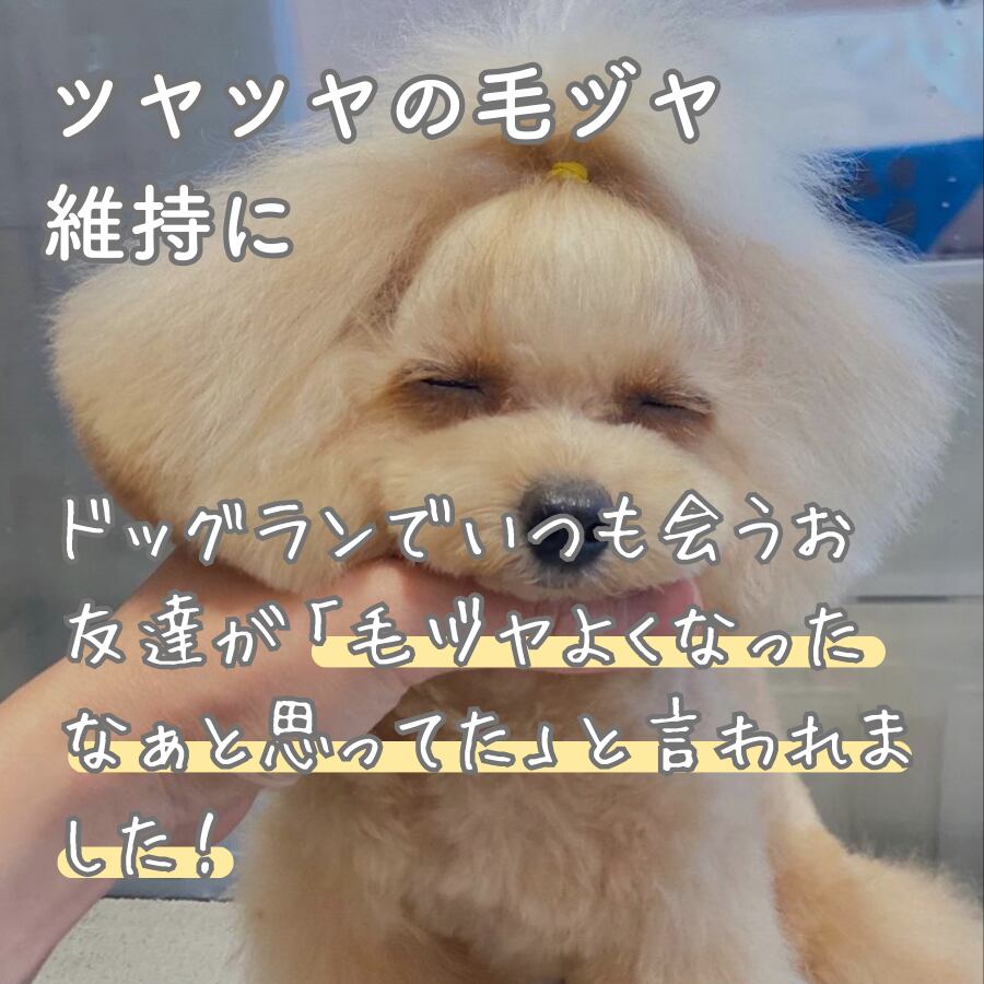 ドッグランでいつも会うお友達が「毛ヅヤよくなったなぁと思ってた」と言われました！