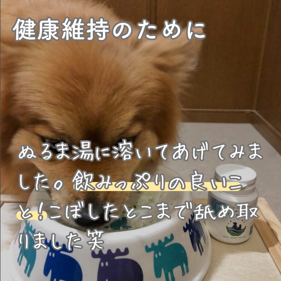 ぬるま湯に溶いてあげてみました。飲みっぷりの良いこと！こぼしたとこまで舐め取りました笑