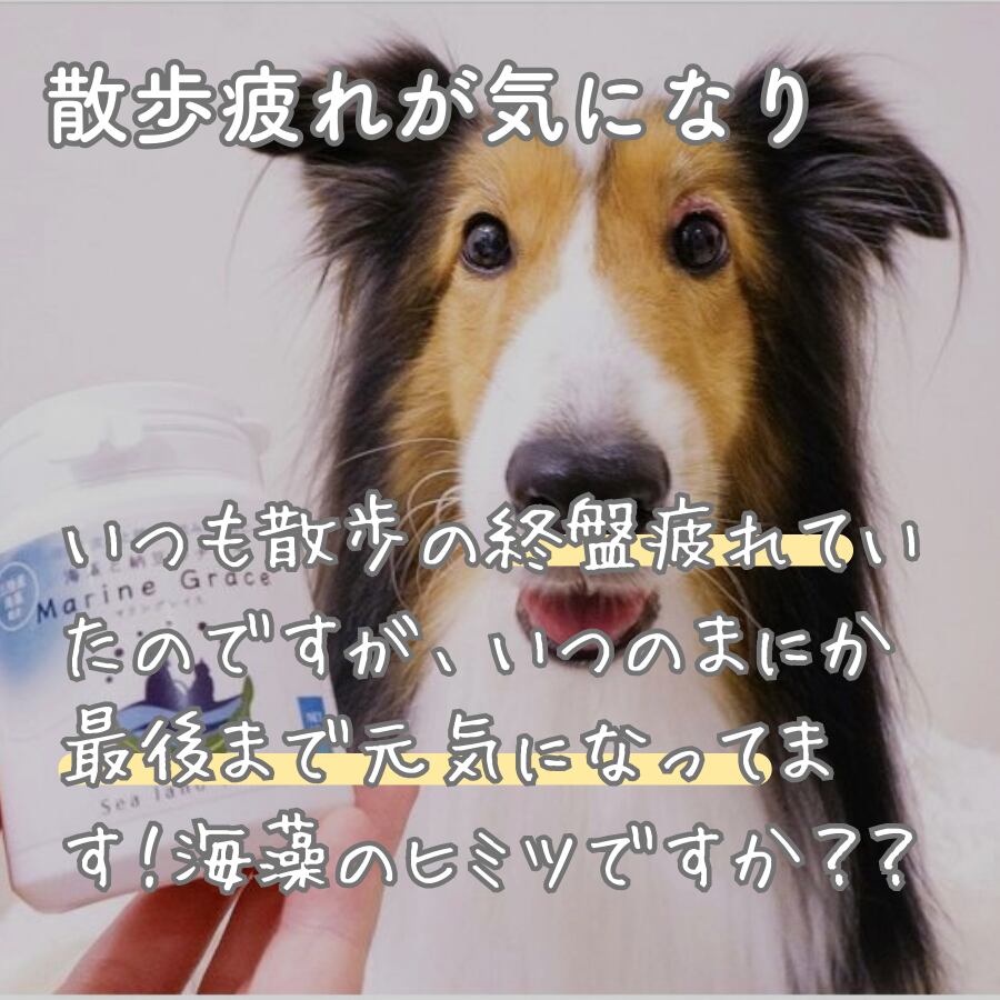 いつも散歩の終盤疲れていたのですが、いつのまにか最後まで元気になってます！海藻のヒミツですか？？