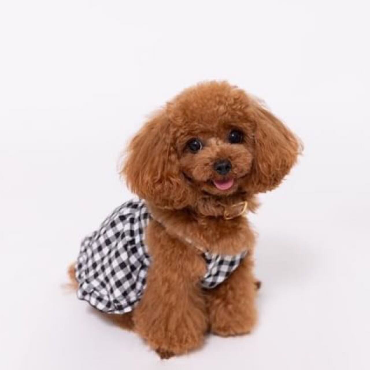 GUNJYO / ティーカッププードル / Sサイズ着用