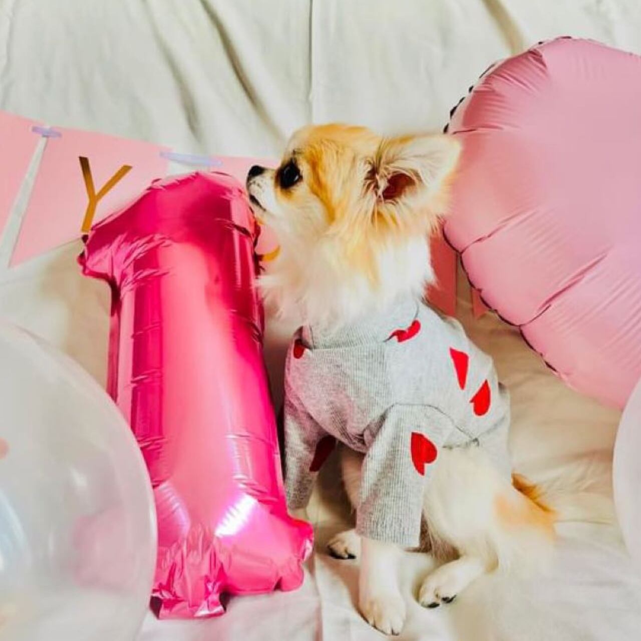 ルルちゃん / ロングコートチワワ / Sサイズ着用