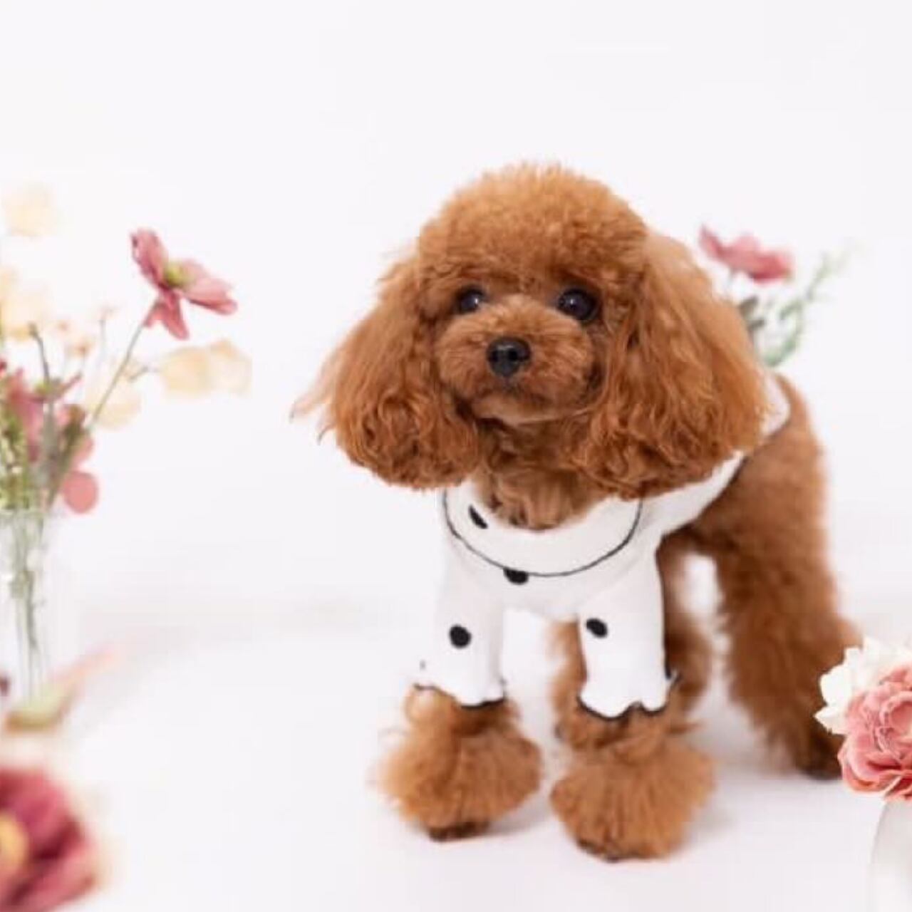 GUNJYO / ティーカッププードル / Sサイズ着用