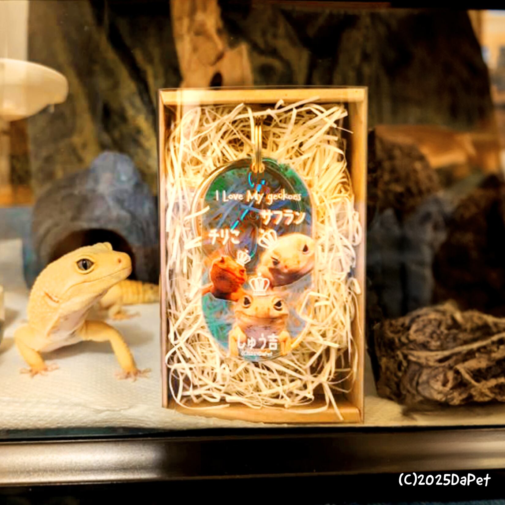 しゅう吉くん、サフランちゃん、チリこちゃん