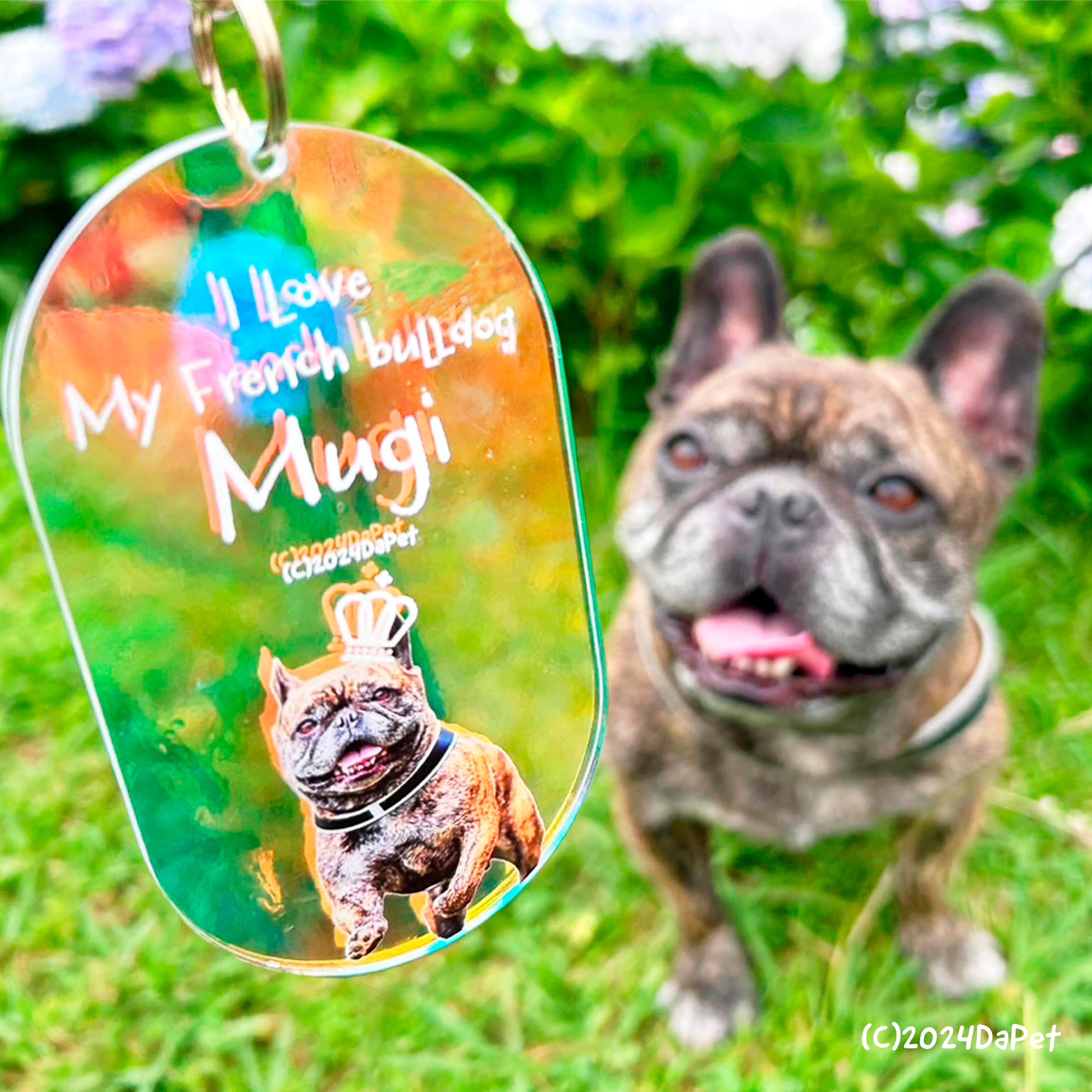 フレンチブルドッグのむぎくん