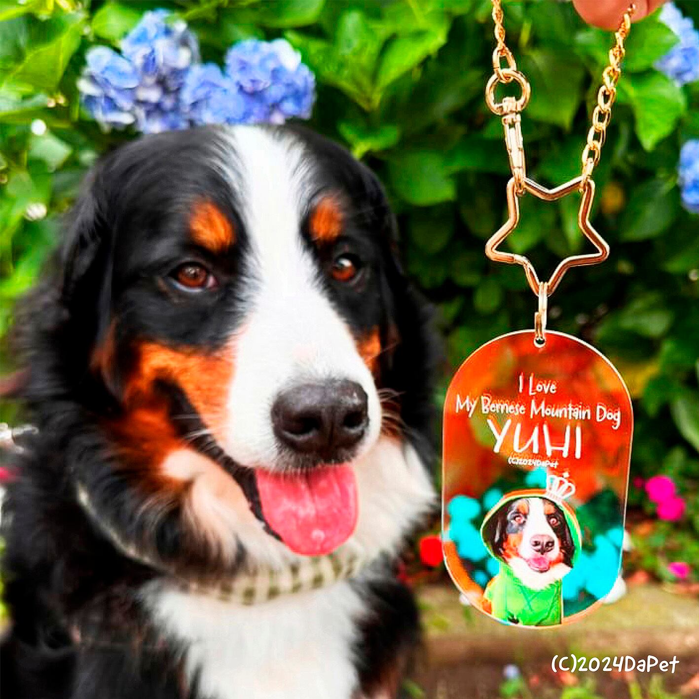 バーニーズマウンテンドッグの夕陽ちゃん