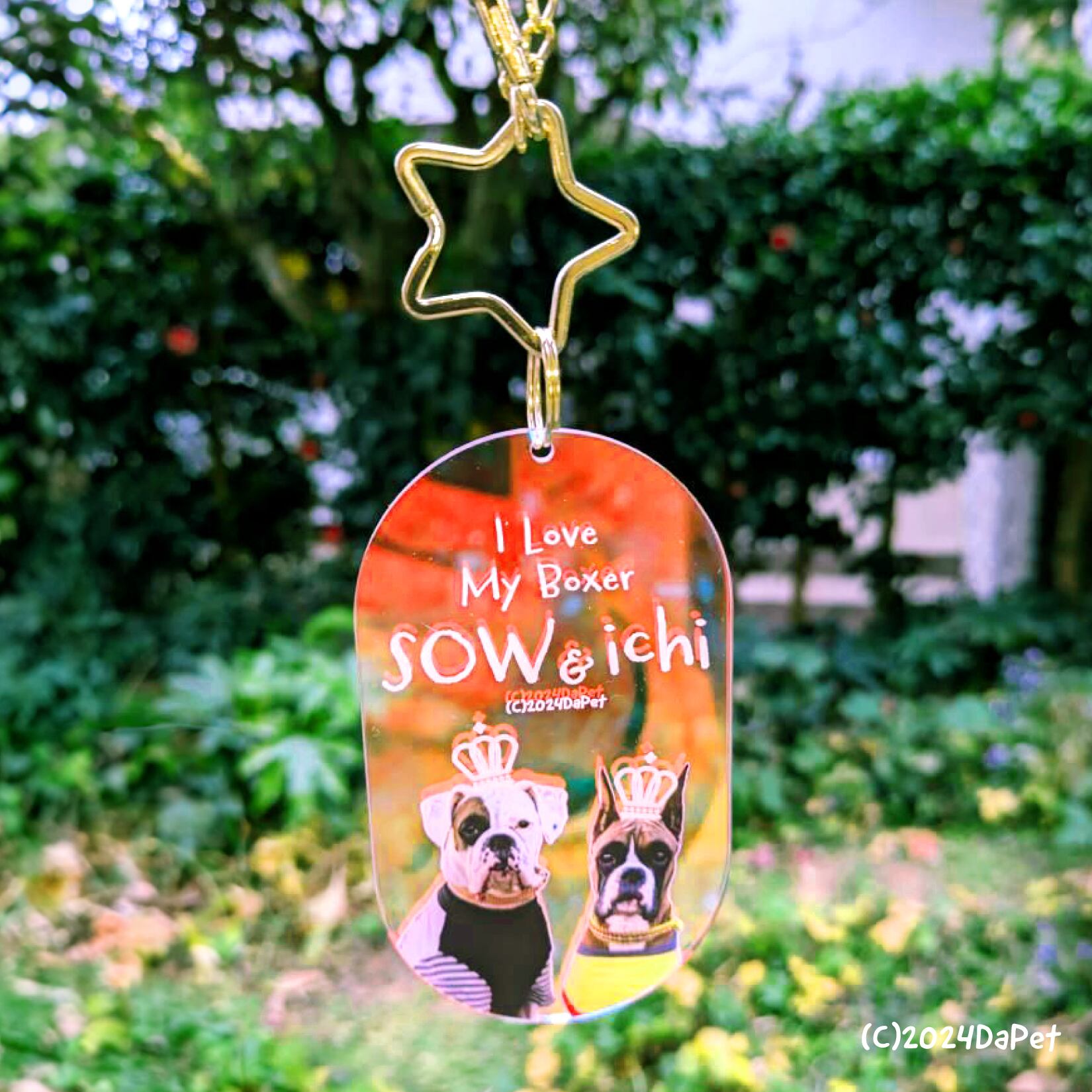 ボクサーの爽太くん、いちこちゃん