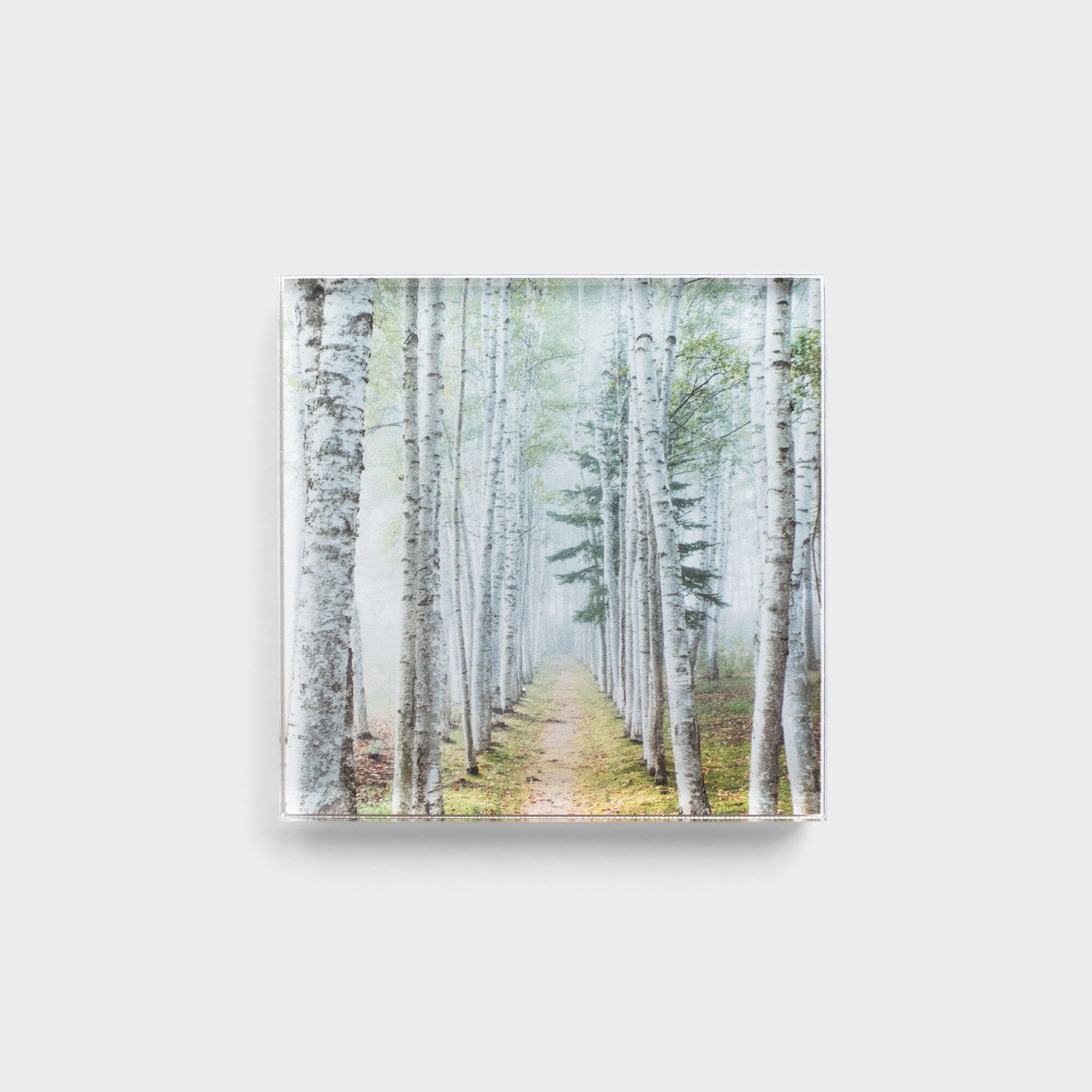 「霧の白樺回廊」（夏） Photo by Kei Maeda