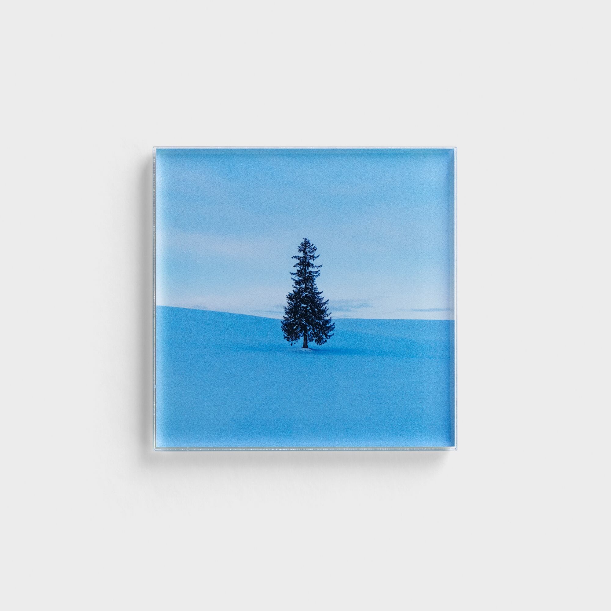 「青いツリー」 Photo by Kei Maeda