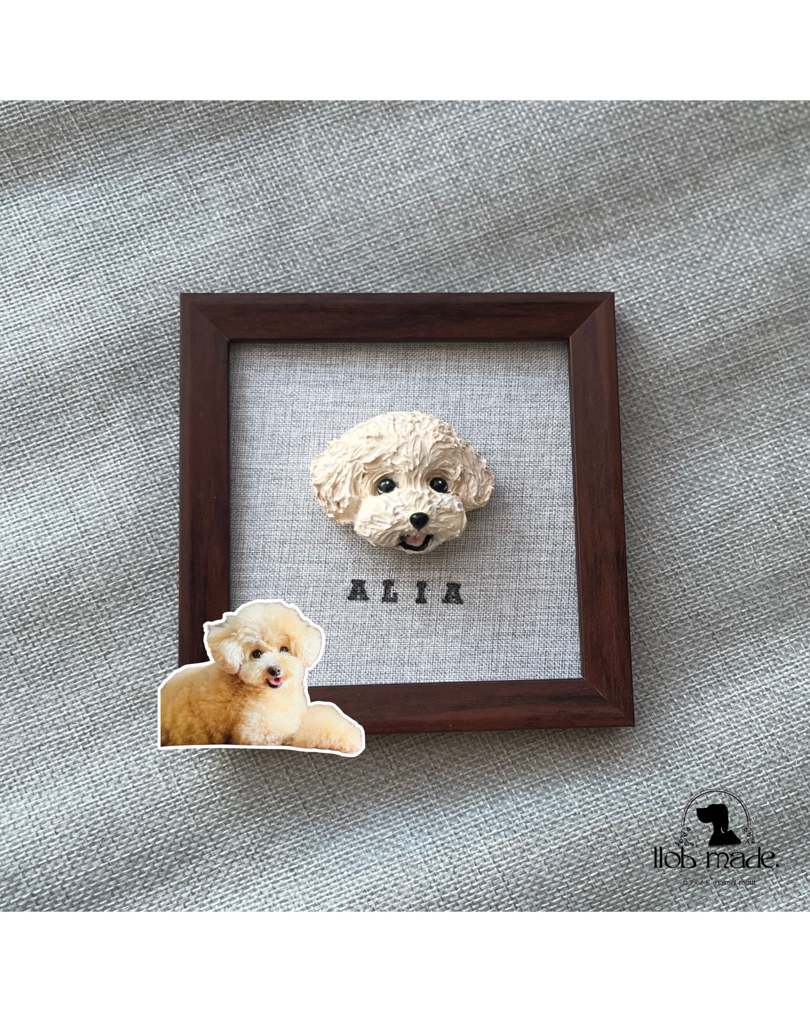 トイプードルちゃん🐾