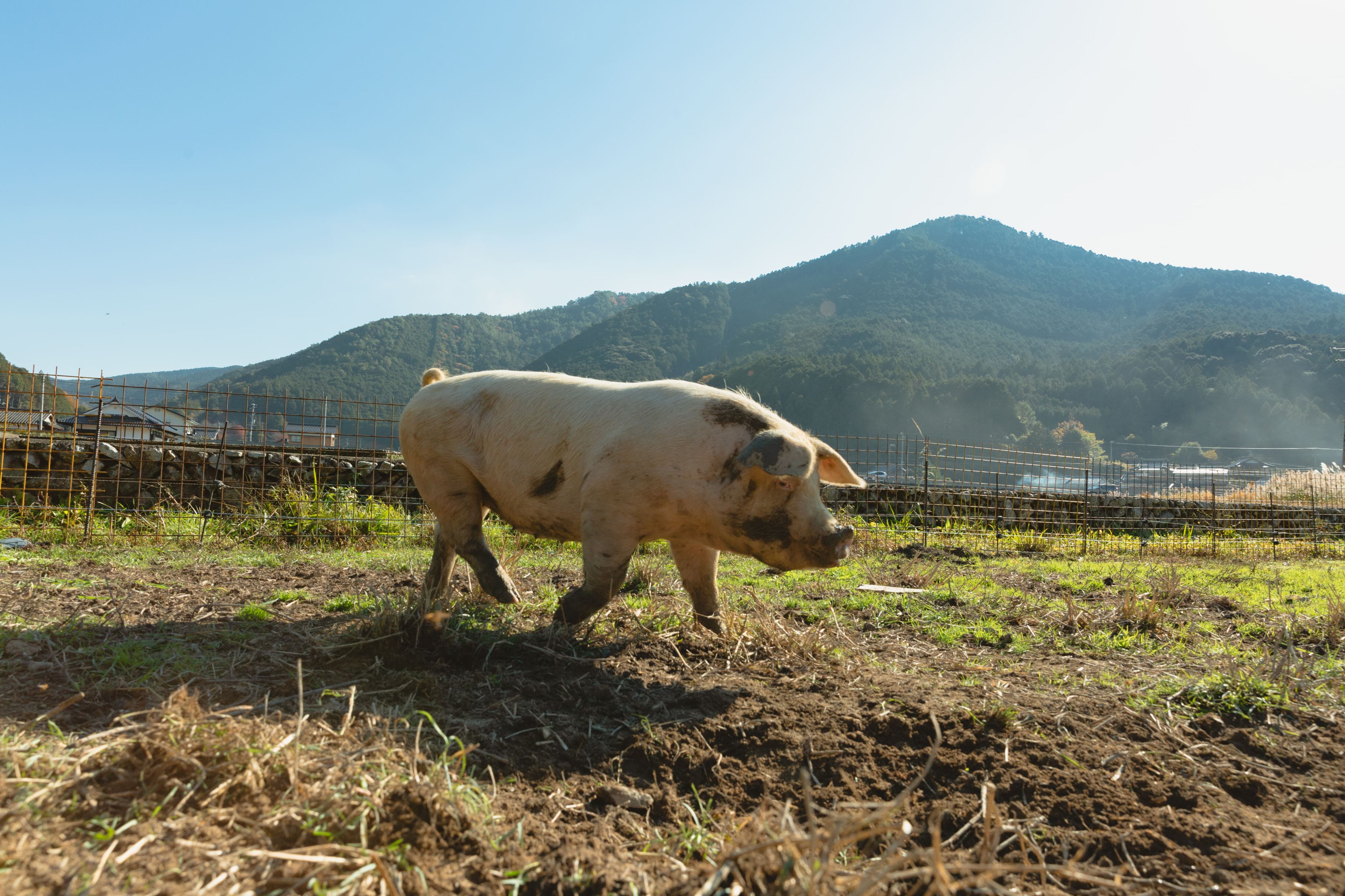 放牧地で自由に駆け回る