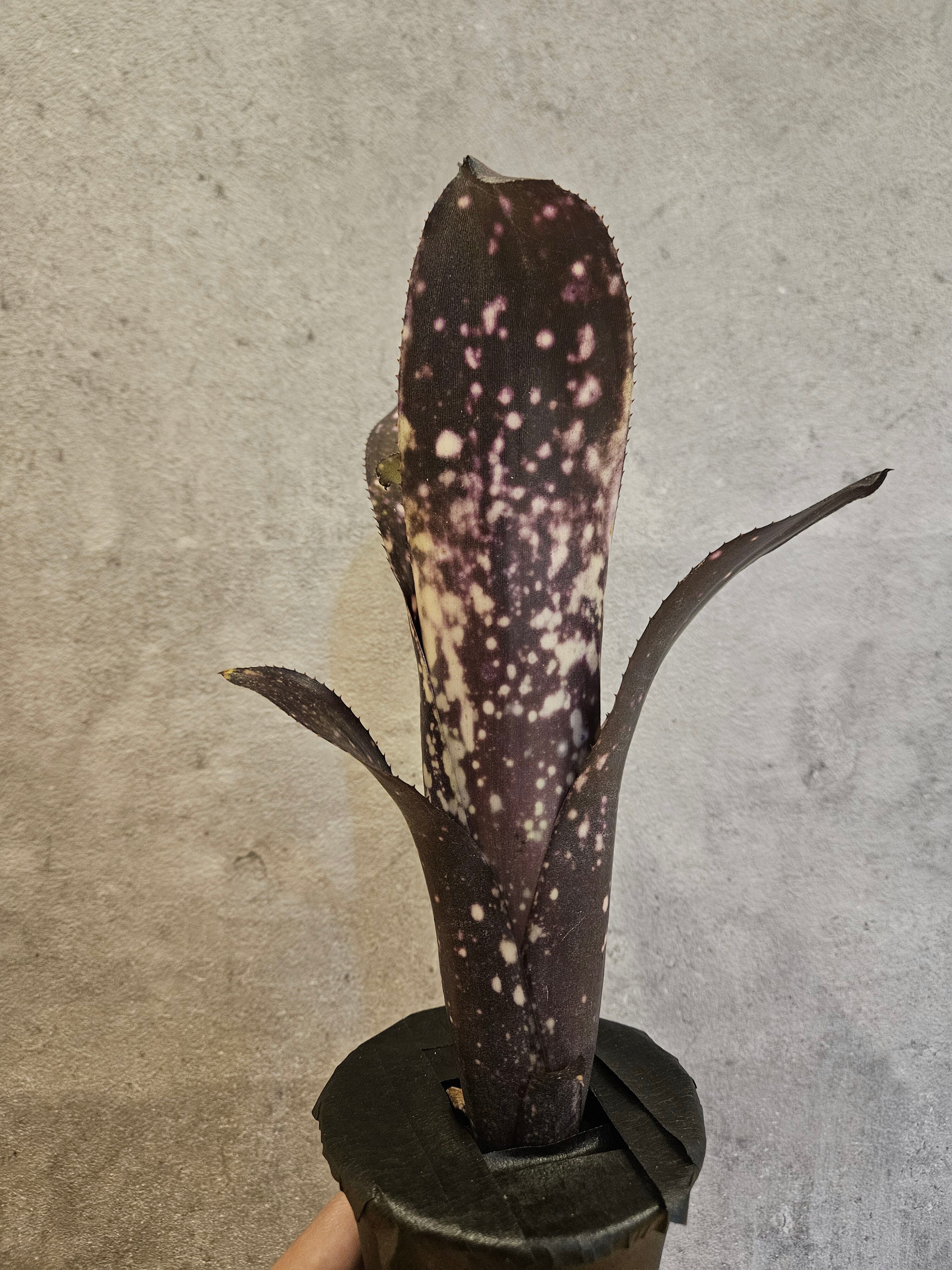 Bill.el zorro 【artPLANTs/PLANTS GARAGE 】 ビルベルギア/タンク