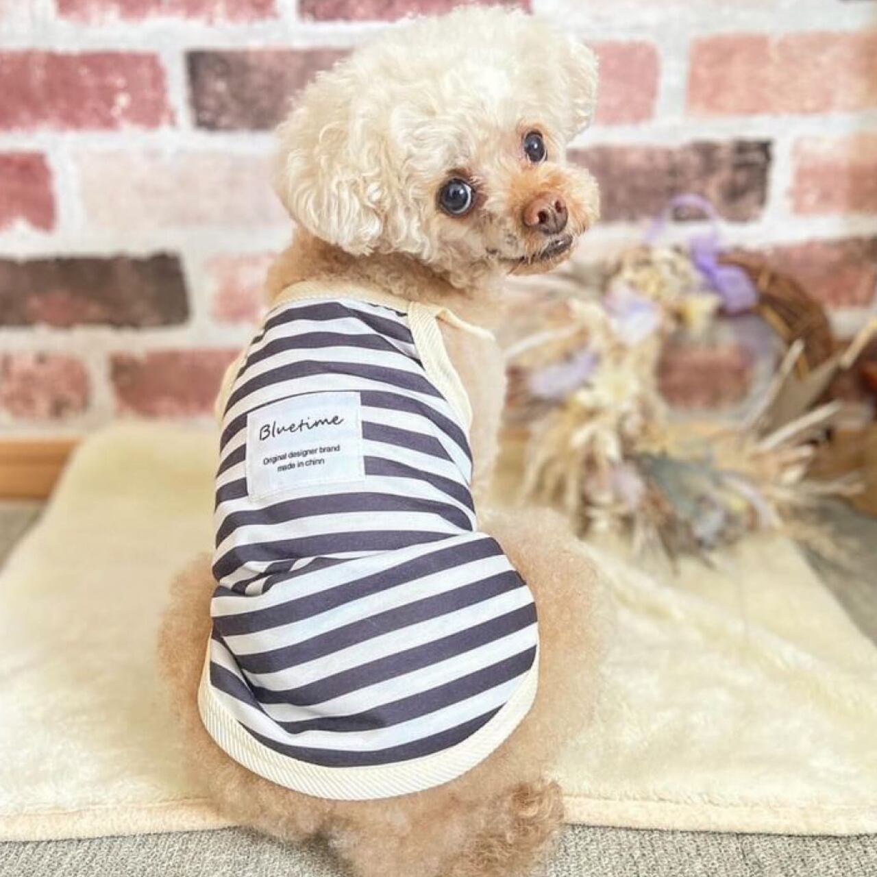 COCO / トイププードル / Mサイズ着用