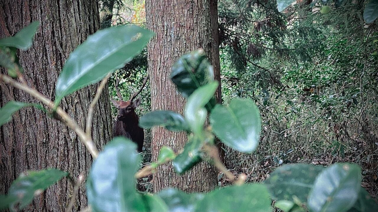鹿を獲り、鞣しを行い、革小物を製作