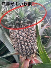 冠芽が多い状態