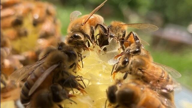 自然の恵み日本蜜蜂の純粋天然百花黒ハチミツ 600×2＝1200g 10月採蜜