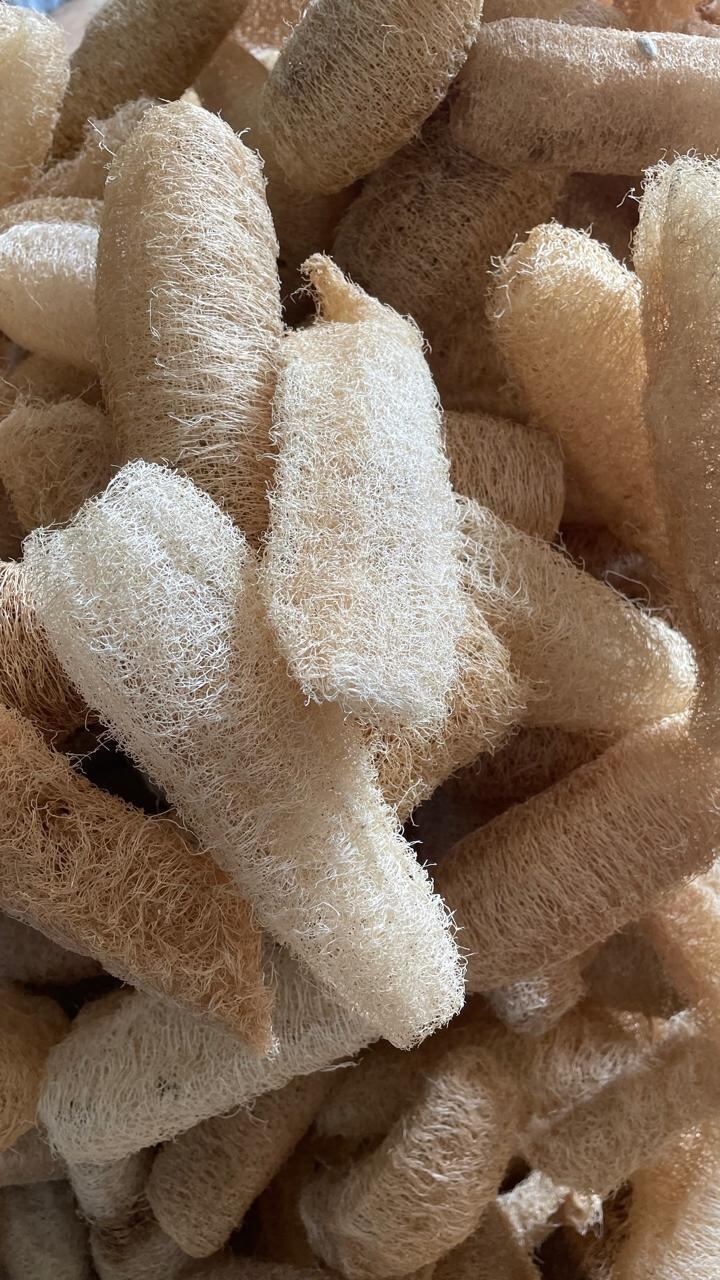 環境にやさしいへちまスポンジ