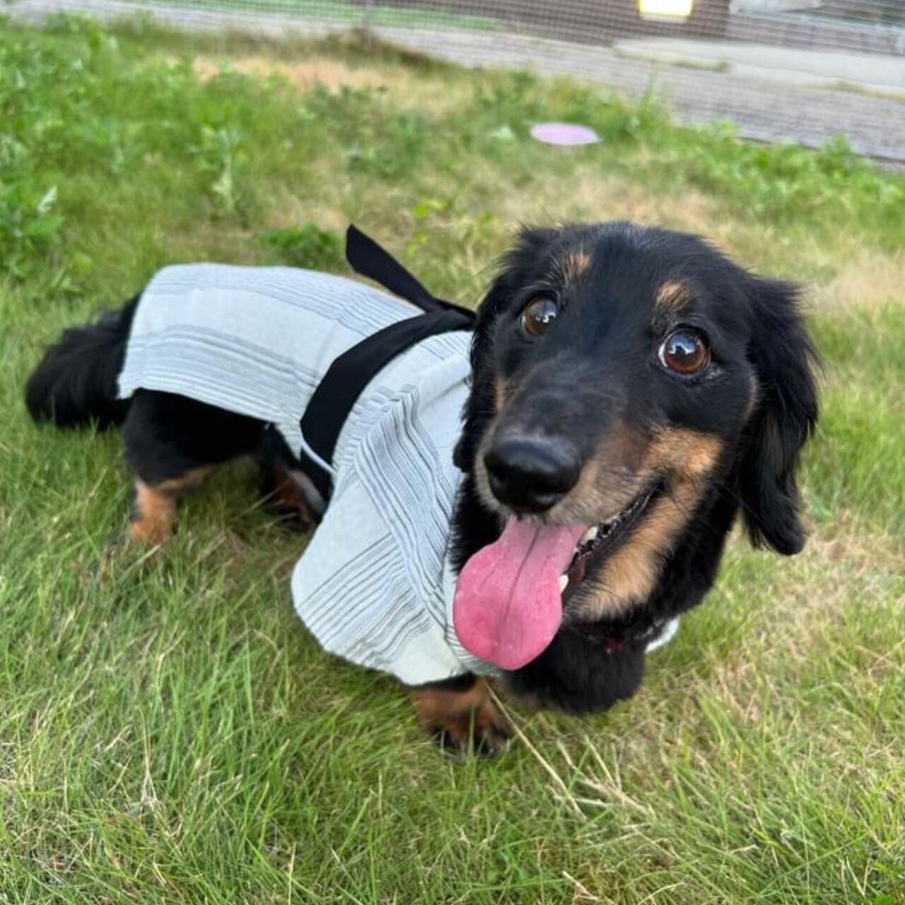 NIKO / ミニチュアダックスフンド / Lサイズ着用