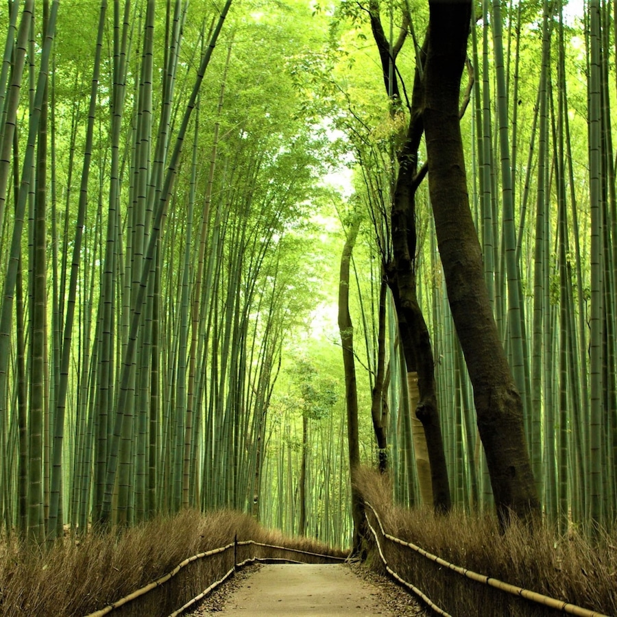 Sagano Bamboo forest