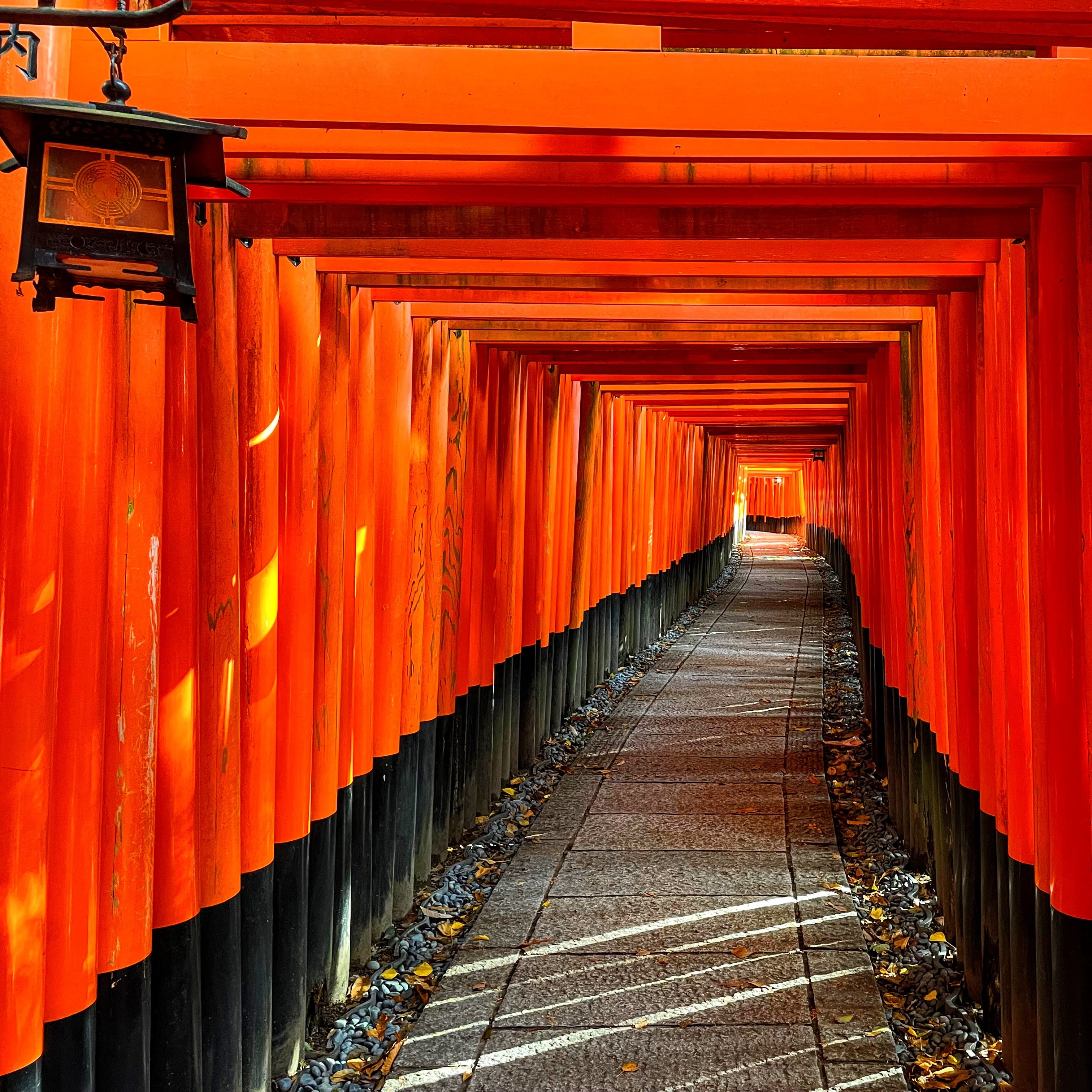 Thousands Torii Red gate 