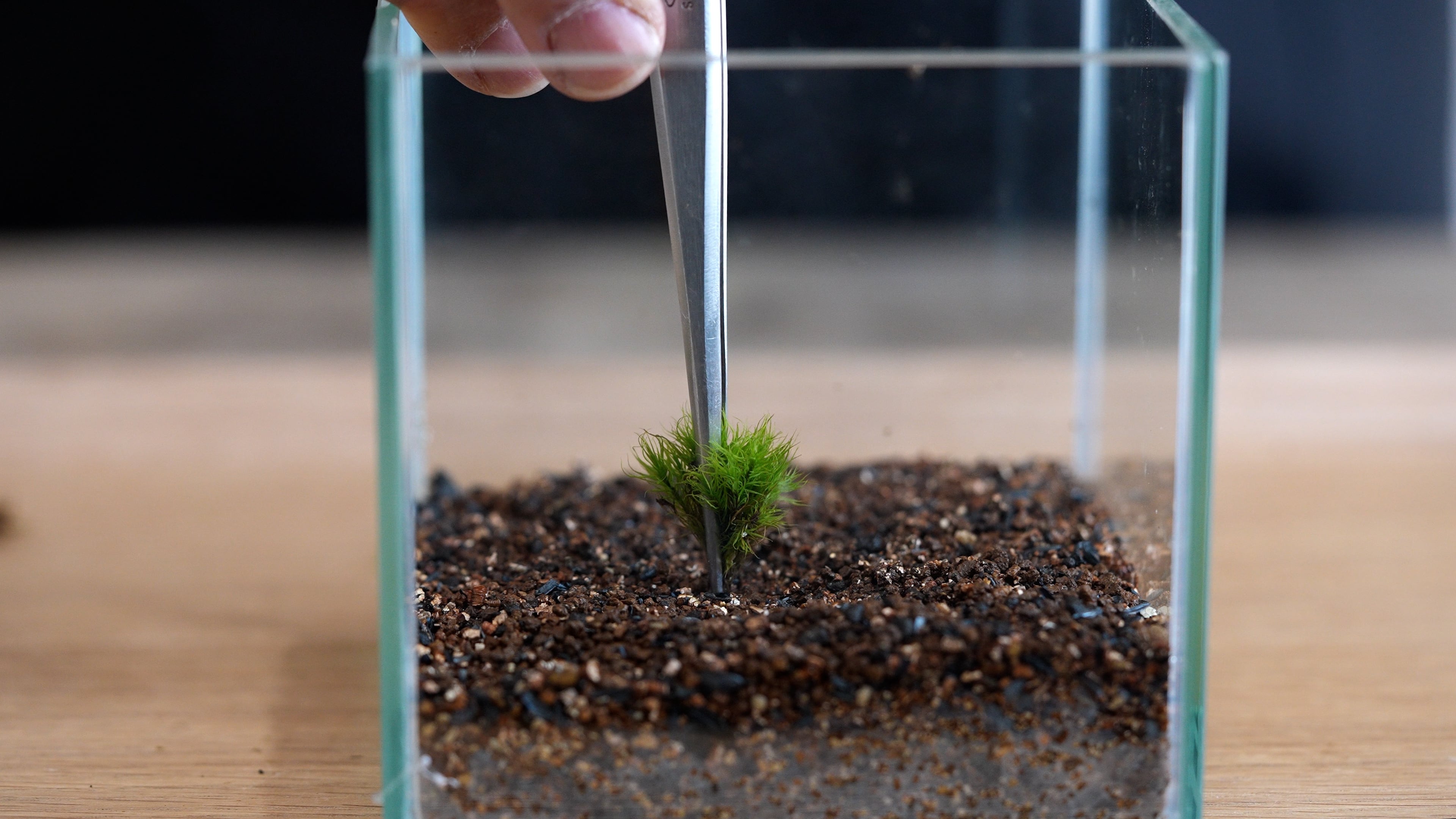 タマゴケ 苔テラリウム作製用素材苔 | 苔テラリウム専門ショップ道草