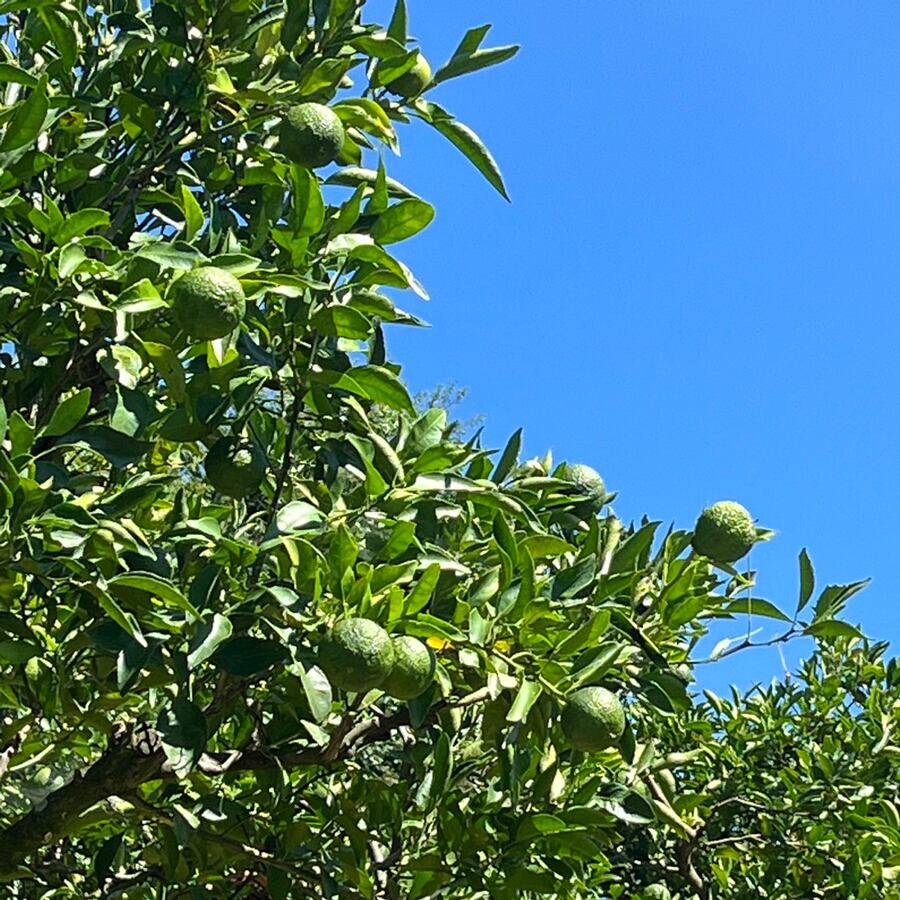 きよ農園の不知火畑