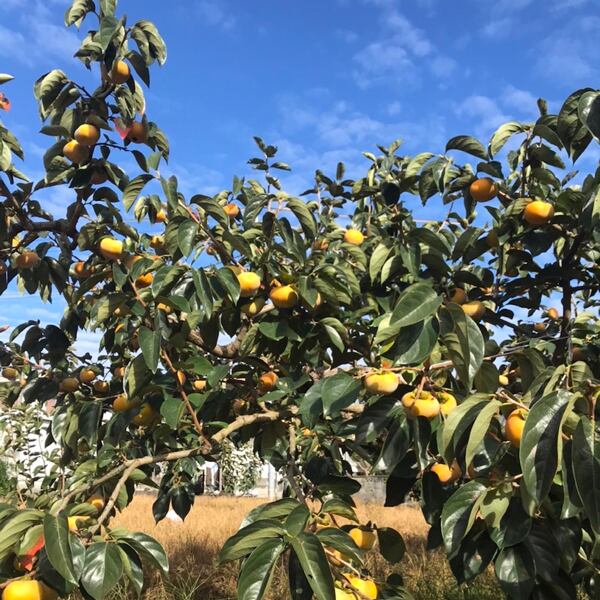 きよ農園の柿畑