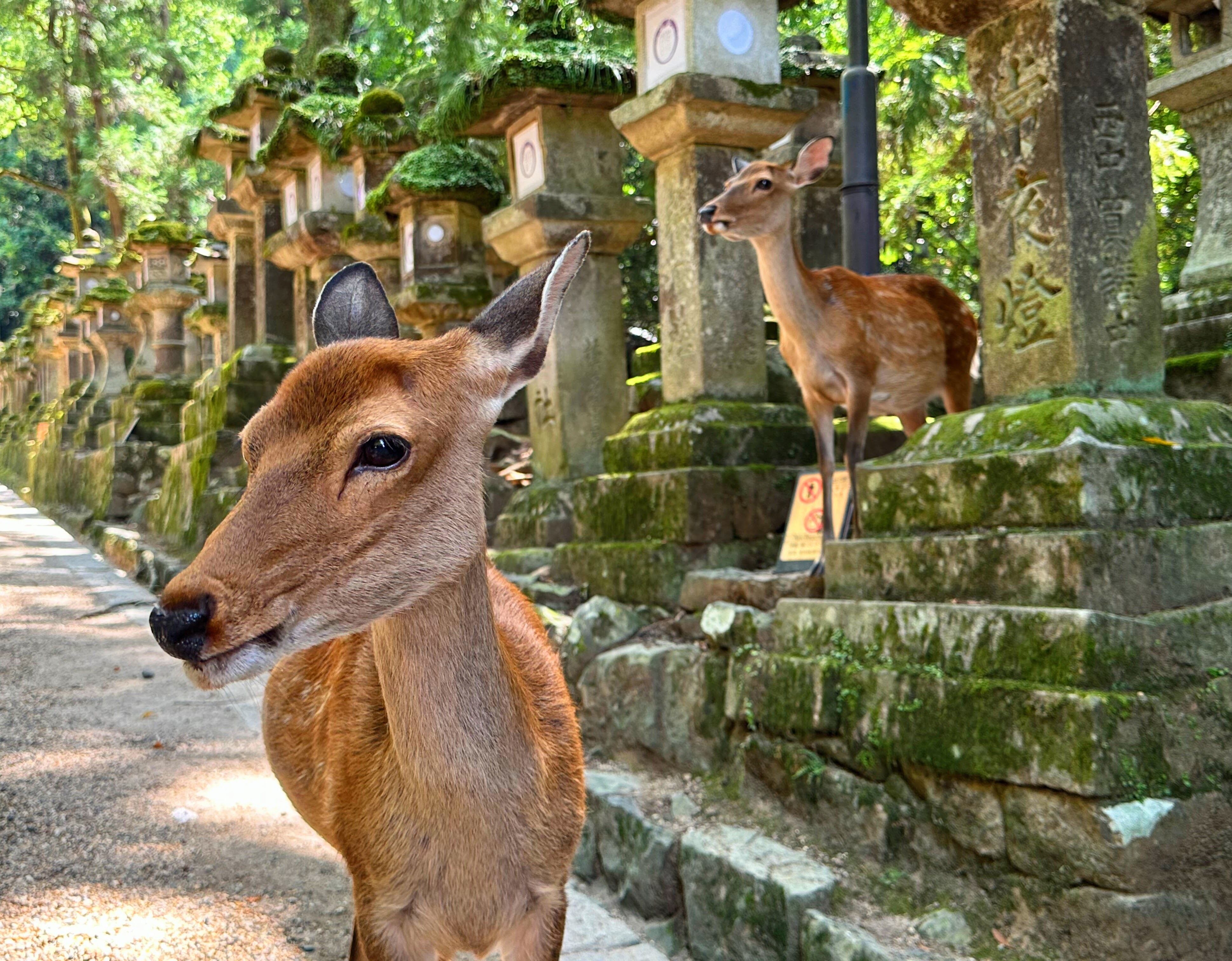 Kasuga Taisha Shrine