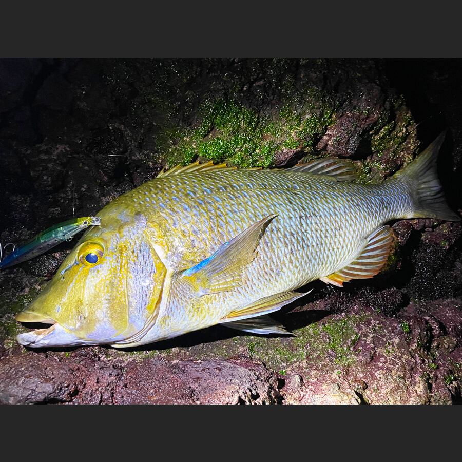 闇夜に輝く金色の鱗。満月の夜はルアーにも果敢にアタックしてくる獰猛なハンターだ。