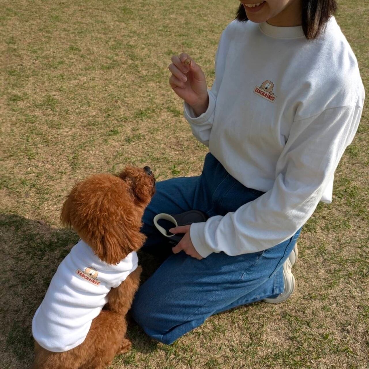 Lサイズ着用　トイプードル　大桜　首回り24-胴周り40-背丈44