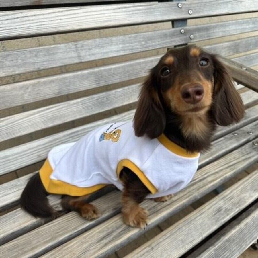 DSサイズ着用 ミニチュアダックス　ロイくん 首回り25-胴周り38-背丈33