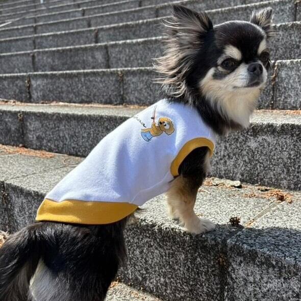 Sサイズ着用 チワワ　ルルちゃん 首回り21-胴周り31-背丈27