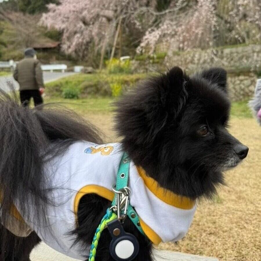 XLサイズ着用 ポメラニアン　フクちゃん 首回り35-胴周り50-背丈37