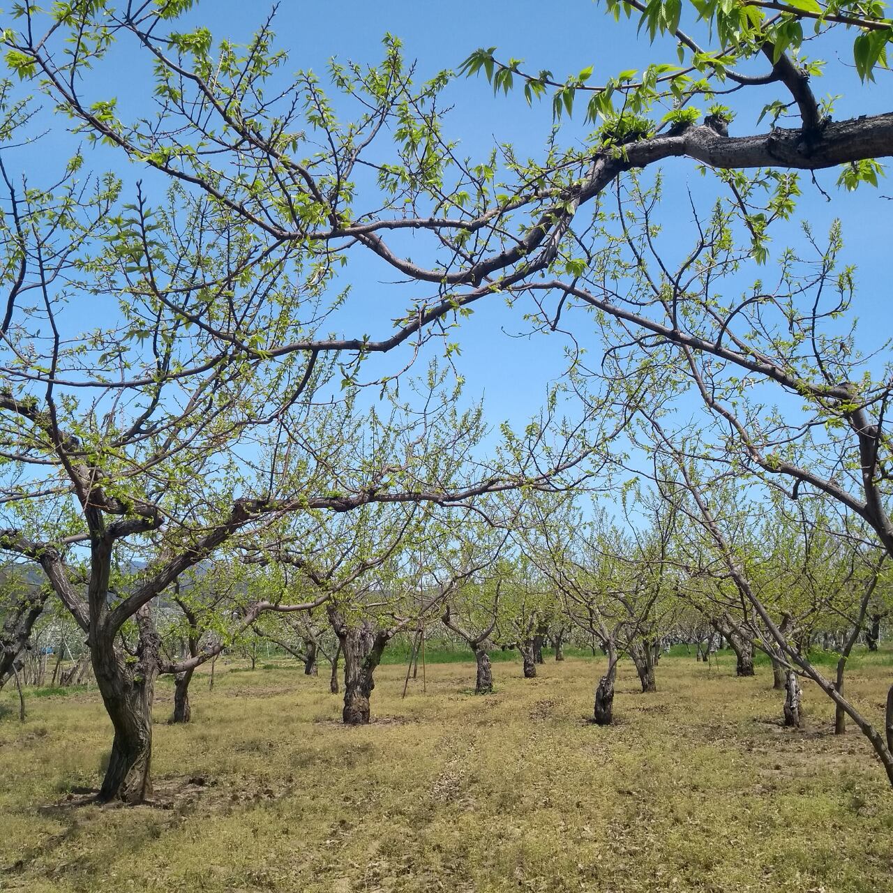 若葉のころの栗の木