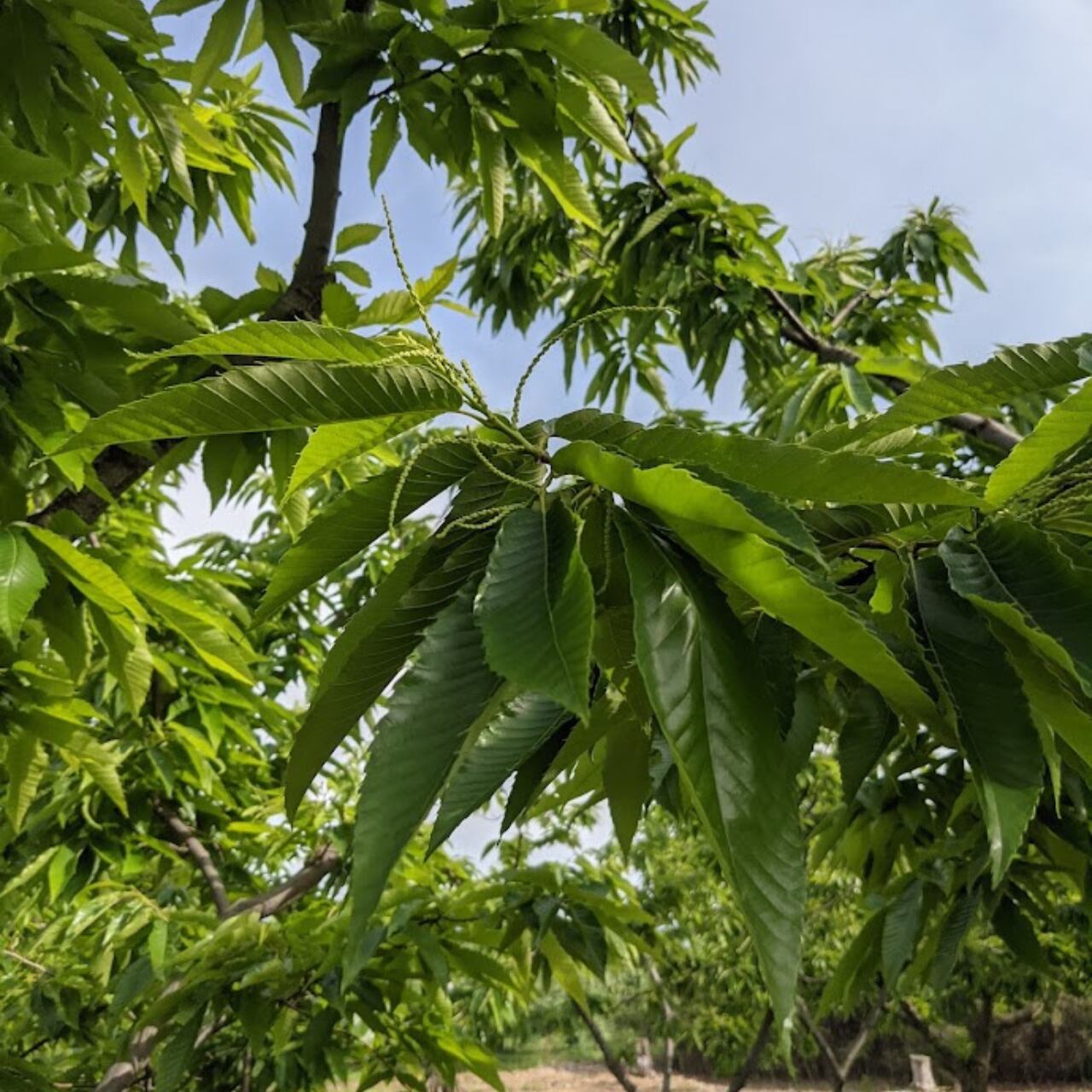 つぼみの出始め