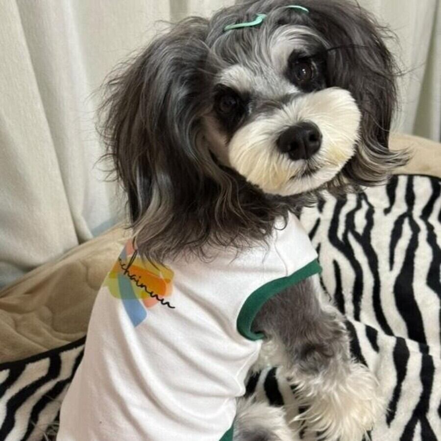 Lサイズ着用　ミニチュアシュナウザー　めるちゃん　首回り25-胴周り38-背丈38