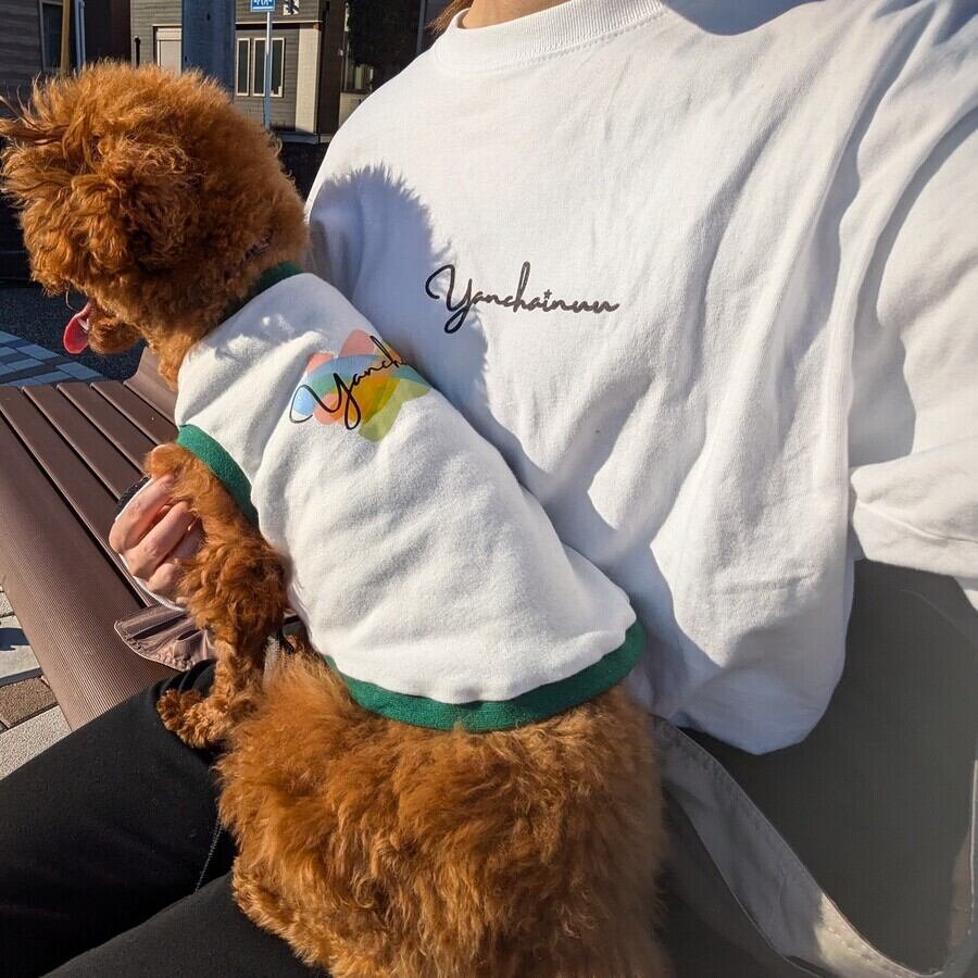 Lサイズ着用　トイプードル　大桜　首回り24-胴周り40-背丈44