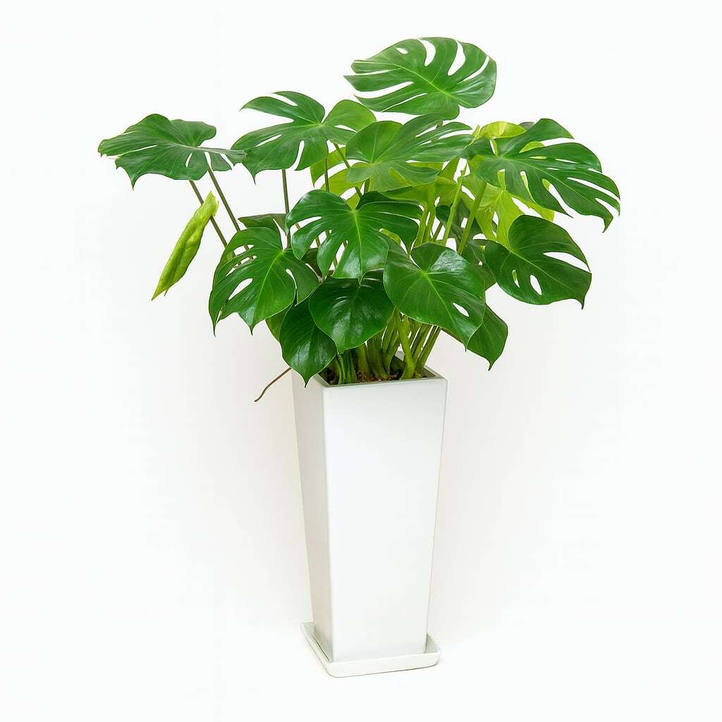 バリ島を感じれる観葉植物モンステラ 8号 陶器鉢 | インテリアグリーン
