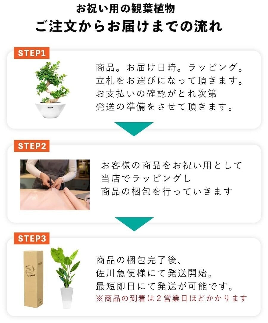 バリ島を感じれる観葉植物モンステラ 8号 陶器鉢 | インテリアグリーン