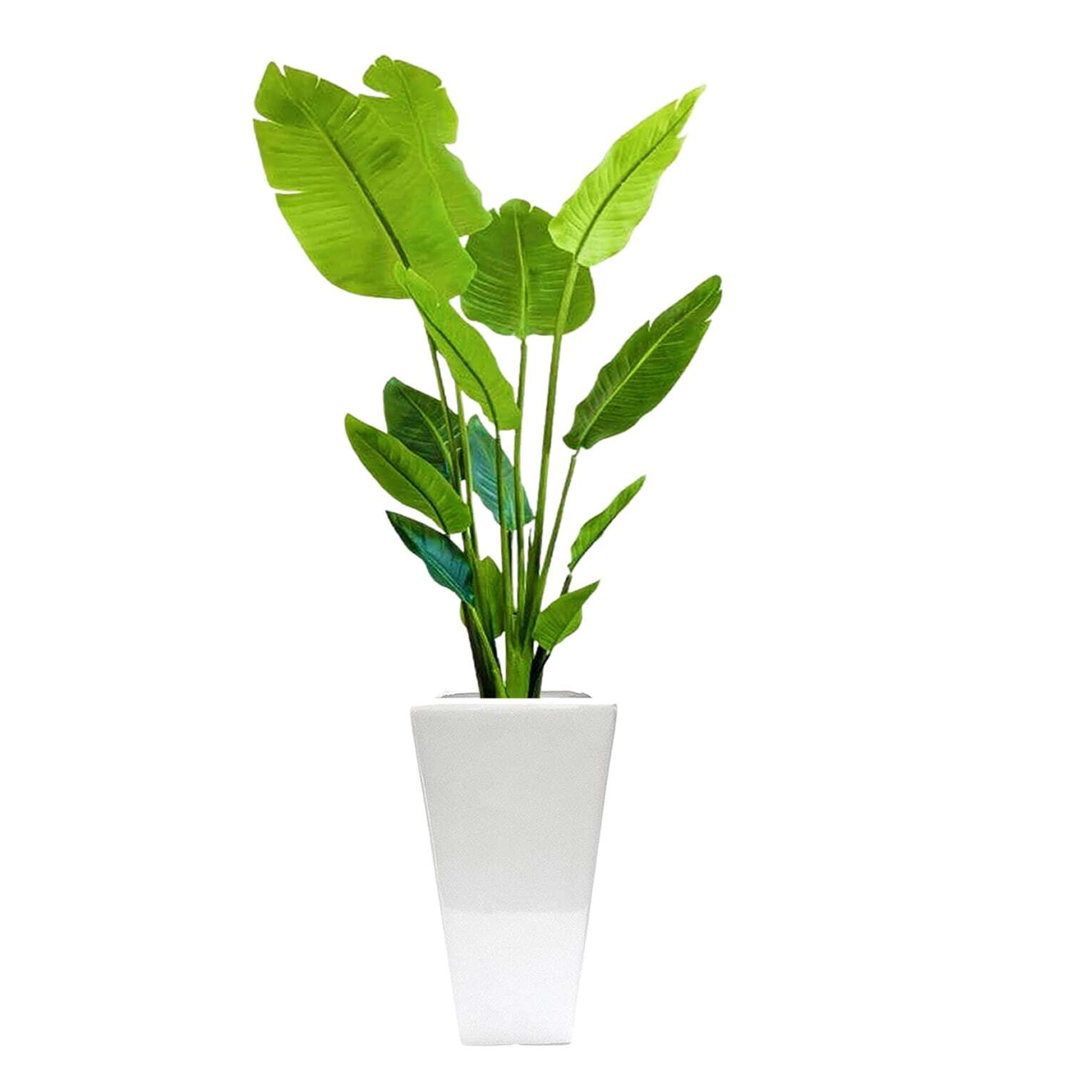 南国気分を楽しめる観葉植物ストレリチア 7号 陶器鉢 | インテリア